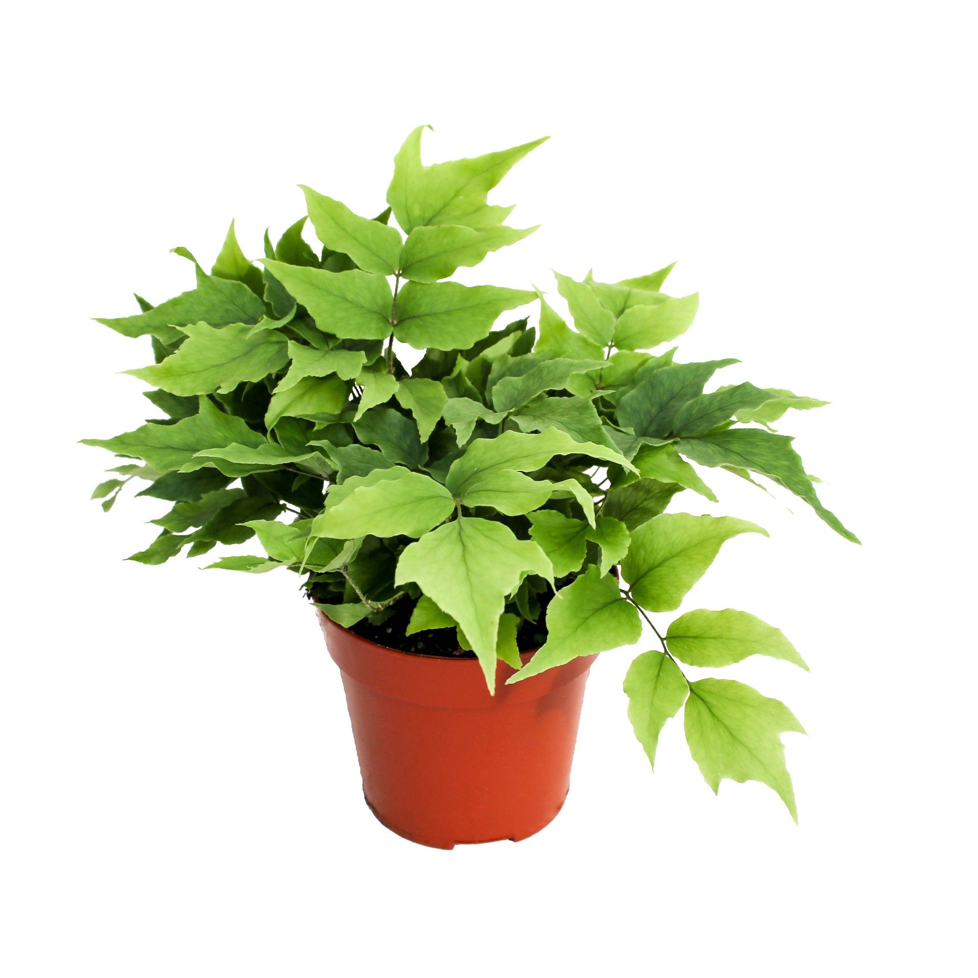 Cyrtomium Fortunei Clivicola (Kamerplant), D 8,5