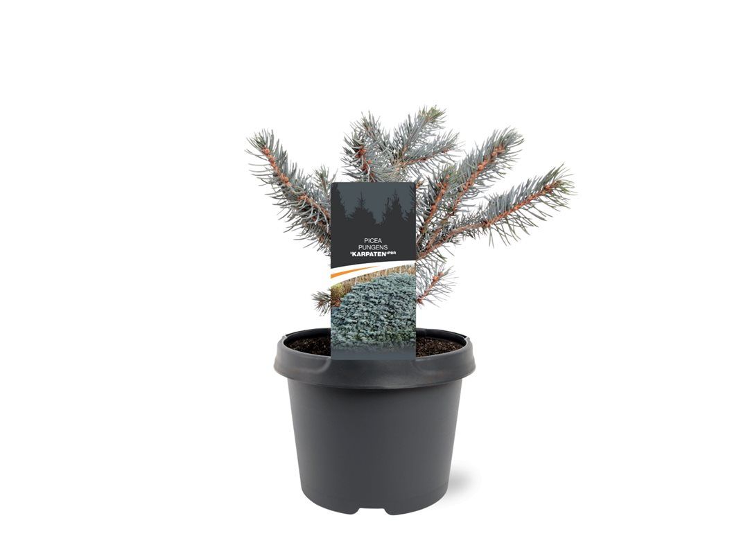 Picea pungens 'Karpaten' (pbr), D 19