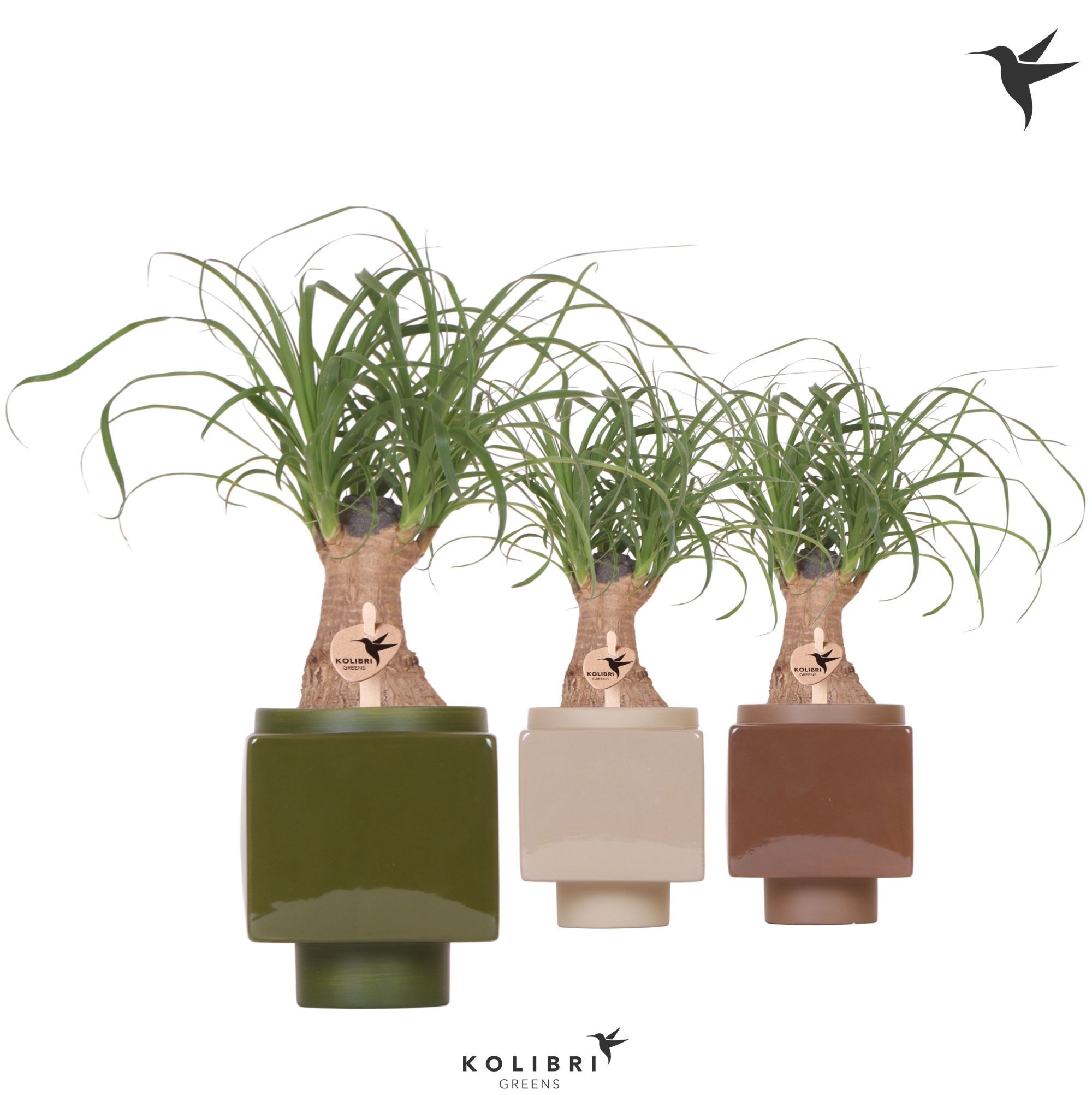 Kolibri Greens Beaucarnea in Cube pot mix, D 9