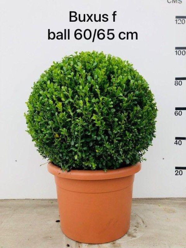 Buxus micr. 'Faulkner', bol, D 42
