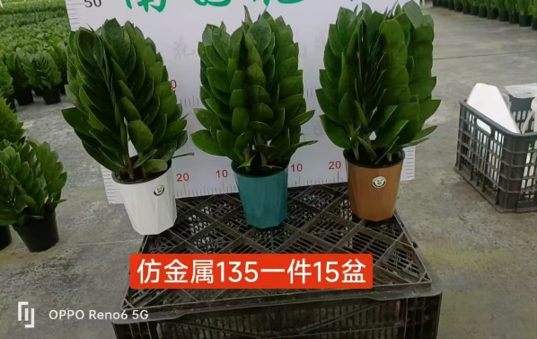 Замиокулькас пирамида 14 38 13,5 47