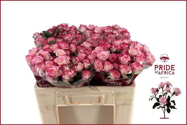 Роза куст. Рефлекс 50, шт. Роза куст. Рефлекс 50, шт.