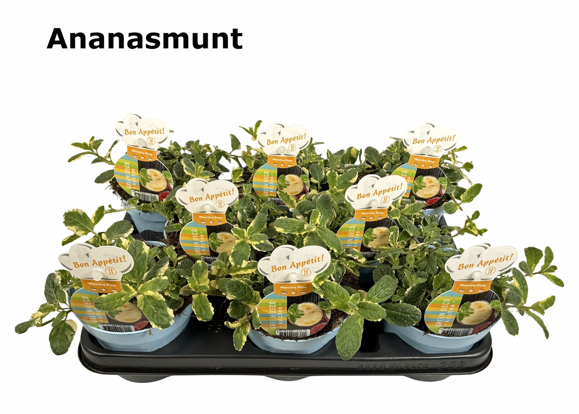 Mentha Ananas in fust 206, D 12 cm