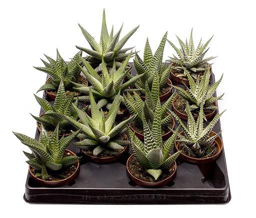 HAWORTHIA FASCIATA 'MIX', D 6