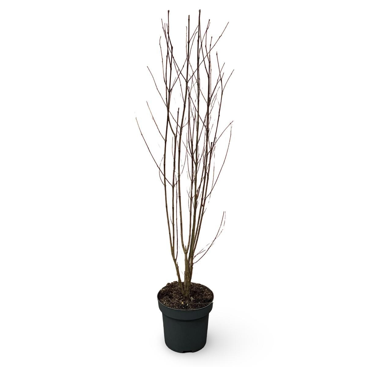 Styphnolobium japonicum, D 32