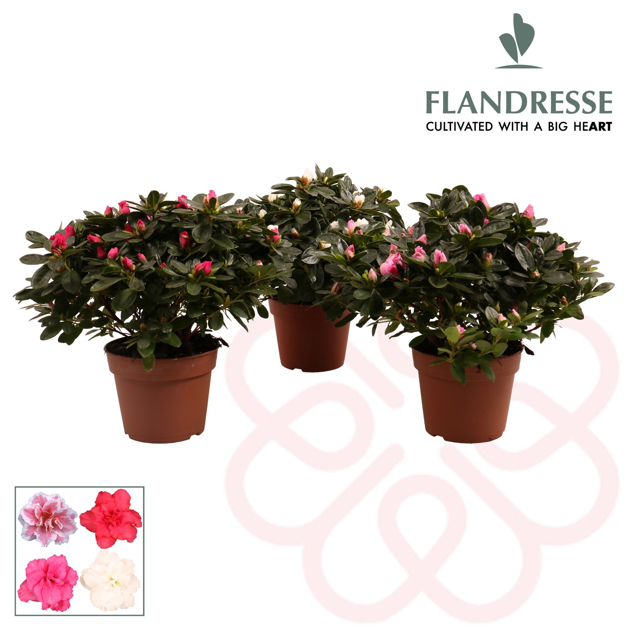 Azalea Flandresse® 'gemengd' 30 - 32 cm, D 14