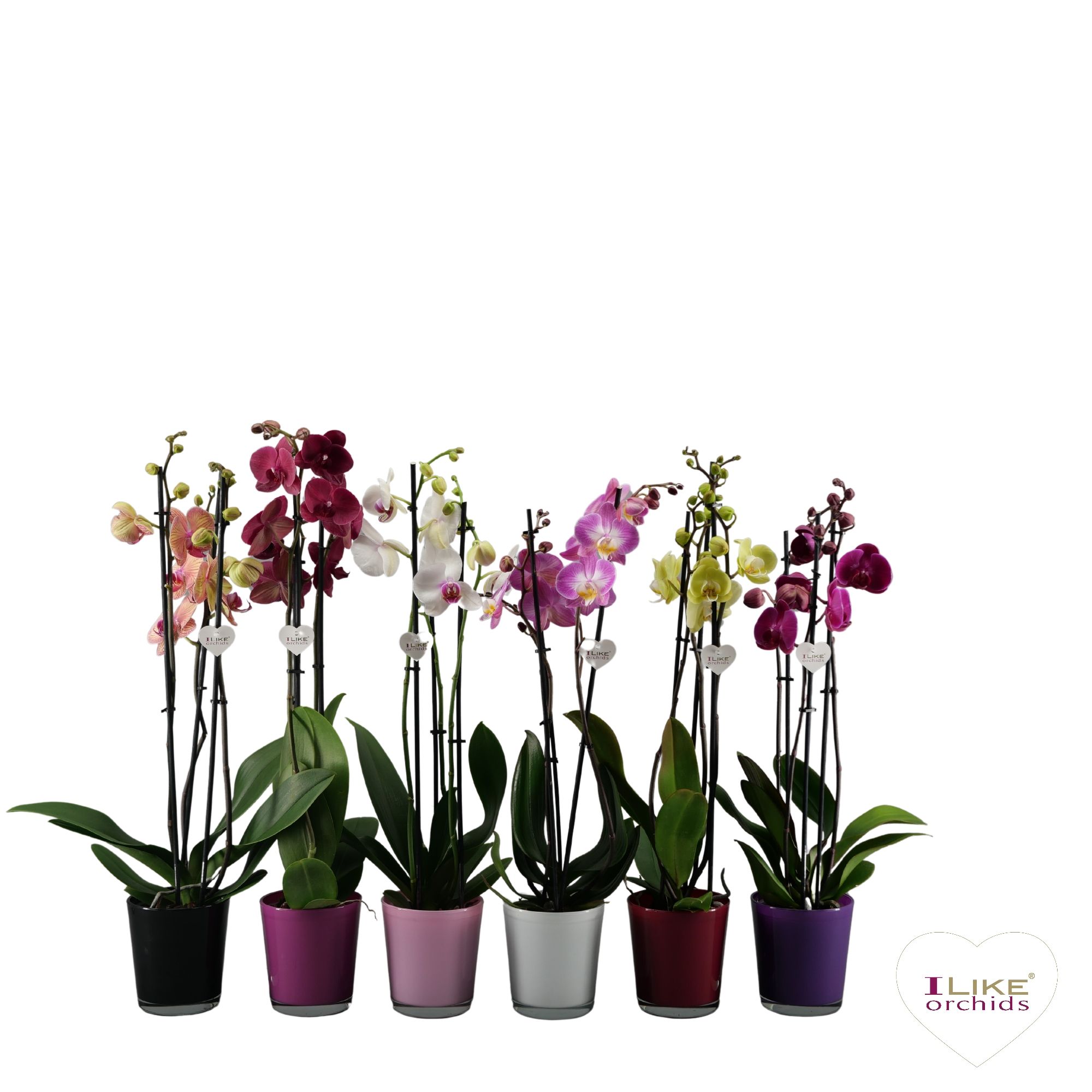 Phalaenopsis mix - 3 tak 70cm in Jackson Mix, D 12 cm