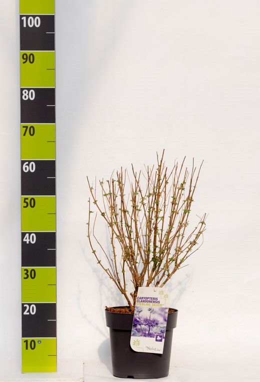 Caryopteris 'Sterling Silver' C 4,6, D 23