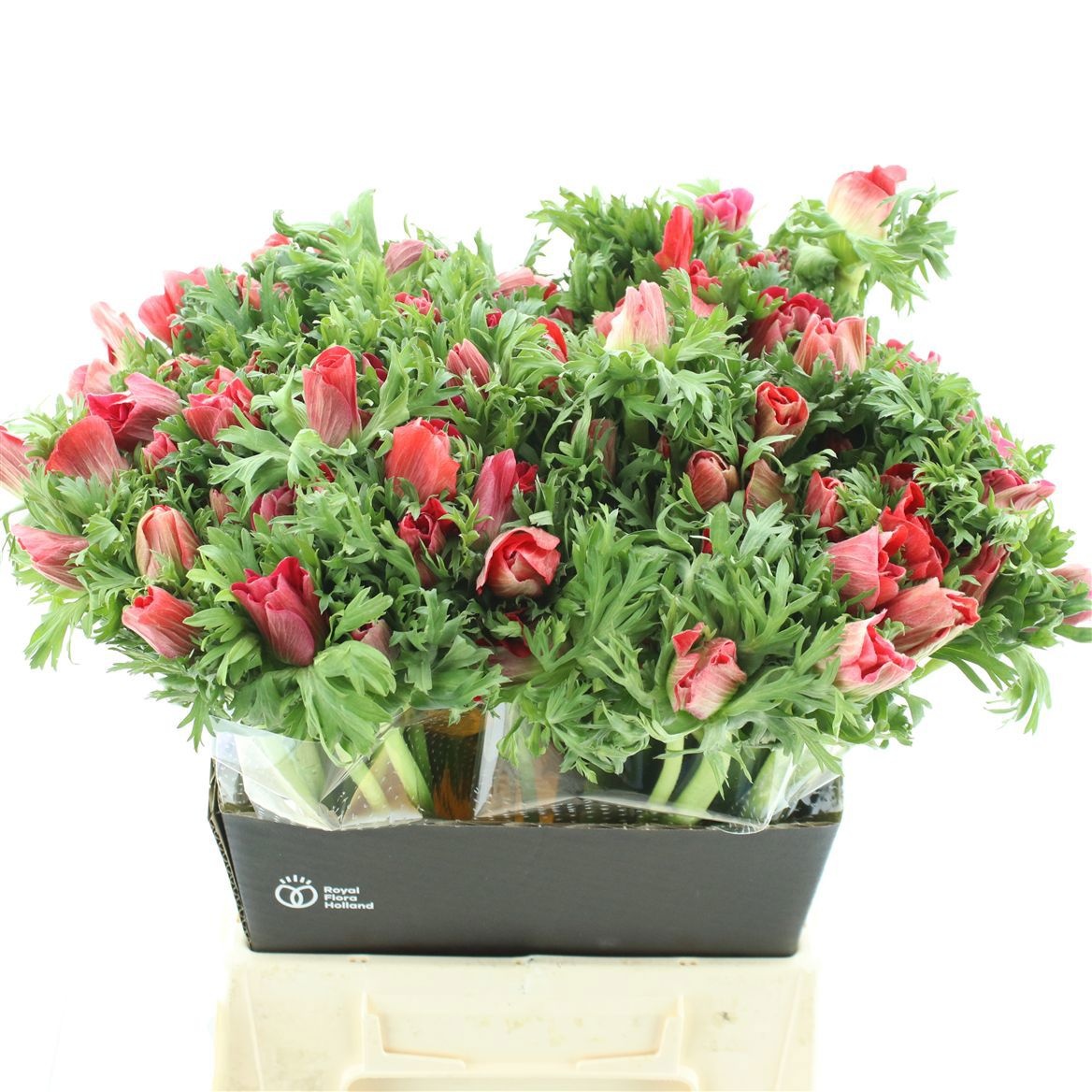 Анемон Мариане Рэд 45 (красн.), шт.