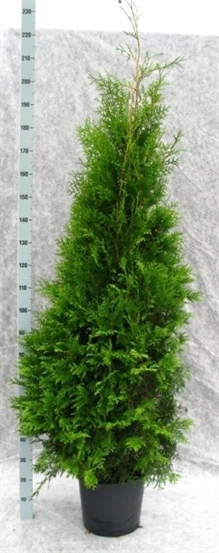 Thuja occidentalis 'Brabant' 230, D 33