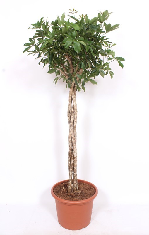 Schefflera arboricola 'Compacta', D 45 cm