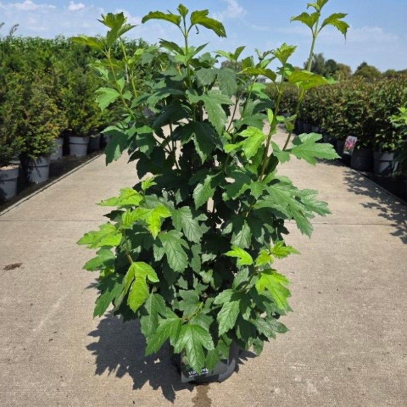 Viburnum opulus 'Roseum', D 29