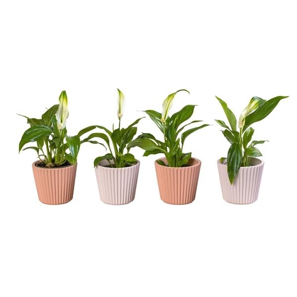 L 65929 with Spathiphyllum 6 cm, D 6 cm L 65929 with Spathiphyllum 6 cm, D 6 cm