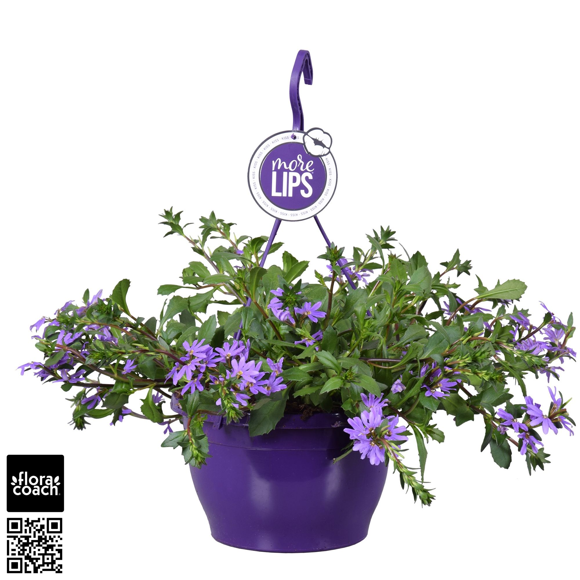MoreLIPS® Scaevola aemula Blue Touch, D 25