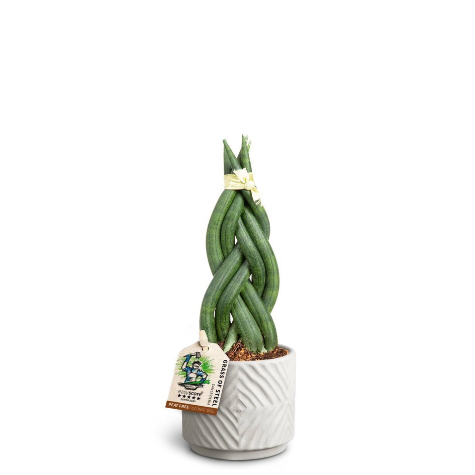 SANSEVIERIA CYLINDRICA 40631125 Dune Sa Braid, D 7