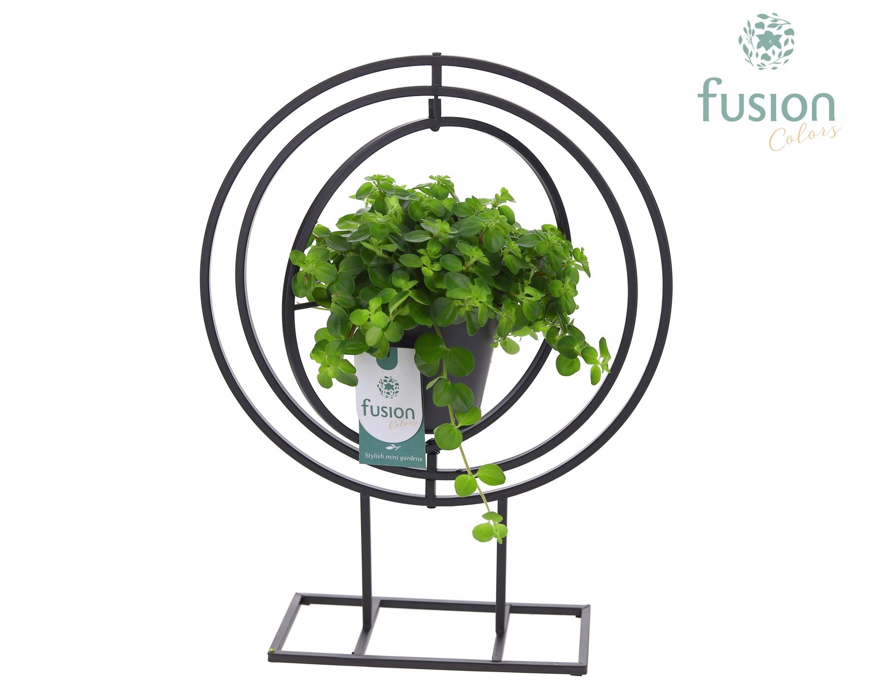 Globe metaal zwart Large met Peperomia, D 32