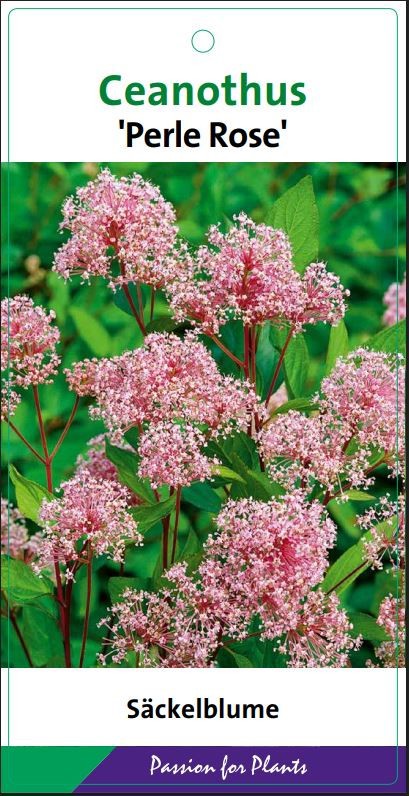 Ceanothus del. 'Perle Rose' 40-50C5, D 23 cm
