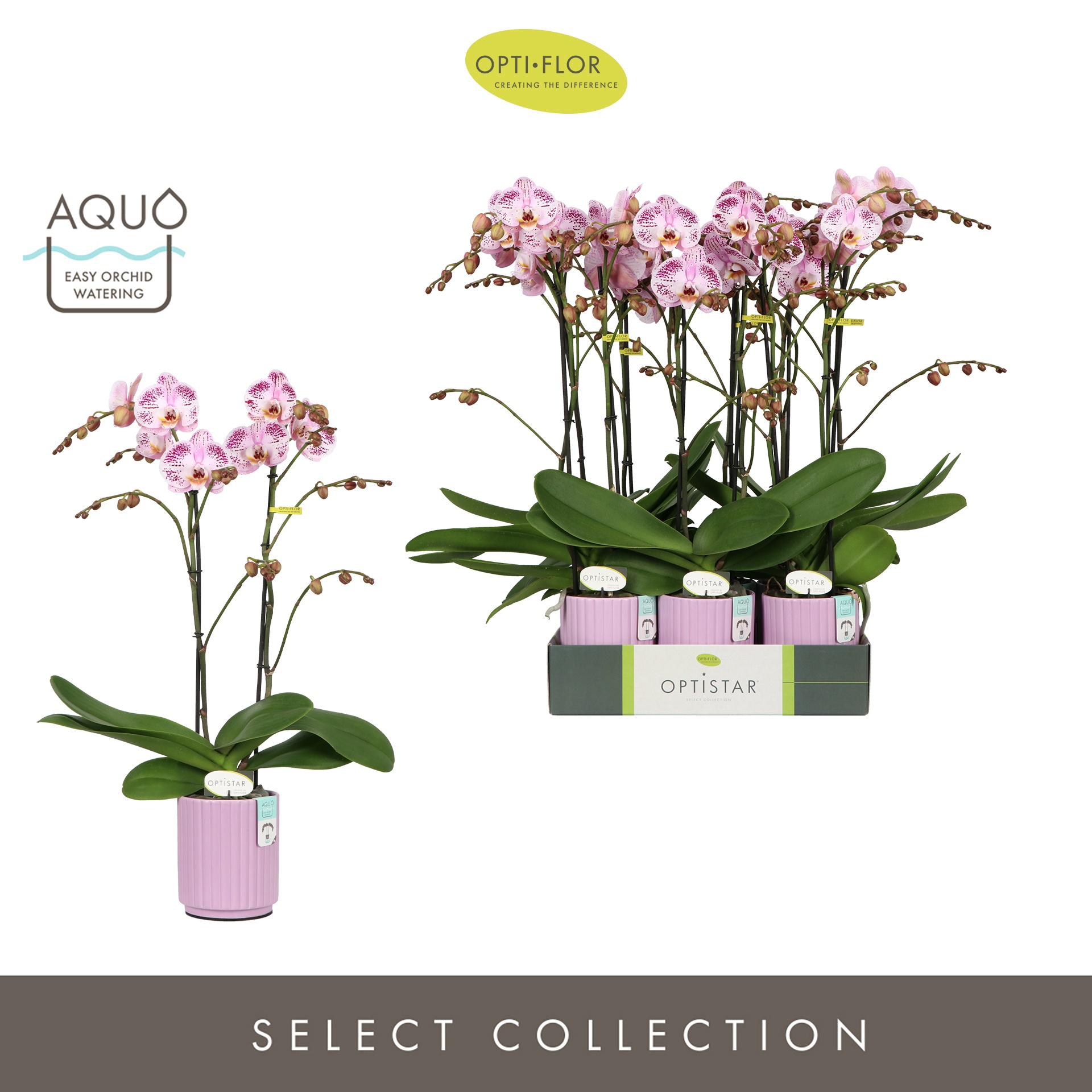 Optistar Sorano 2 spike in Molise Lilac Aquo, D 12 cm