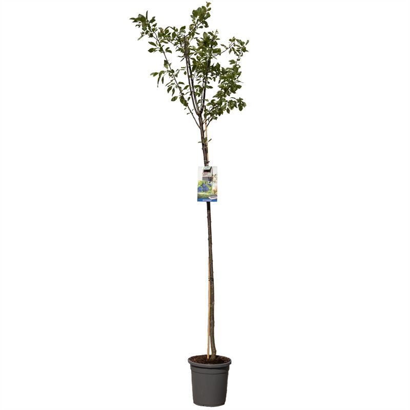 Prunus dom. Bleue de Belgique hoog Donkerblauwe pruim, D 31