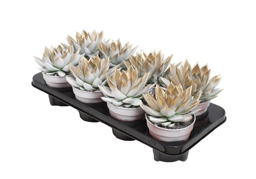 Miranda bicoloured white/gold, D 12