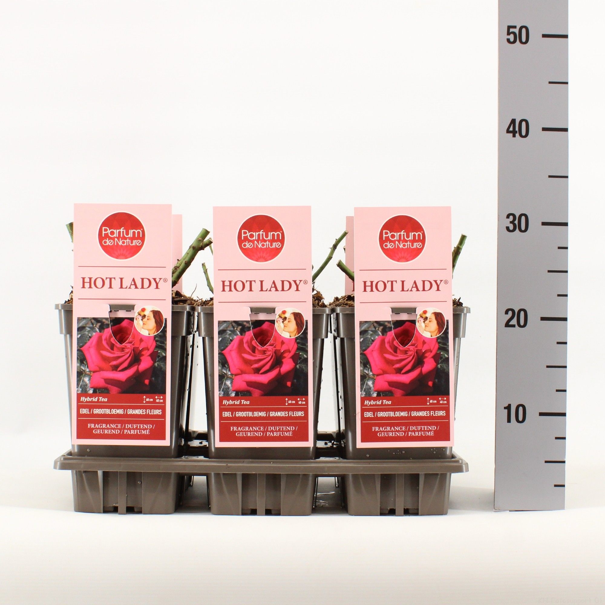 Rosa Hot Lady ® 'Parfum de Nature', C3, D 17