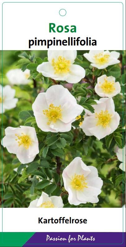 Rosa pimpinellifolia C5, D 23 cm