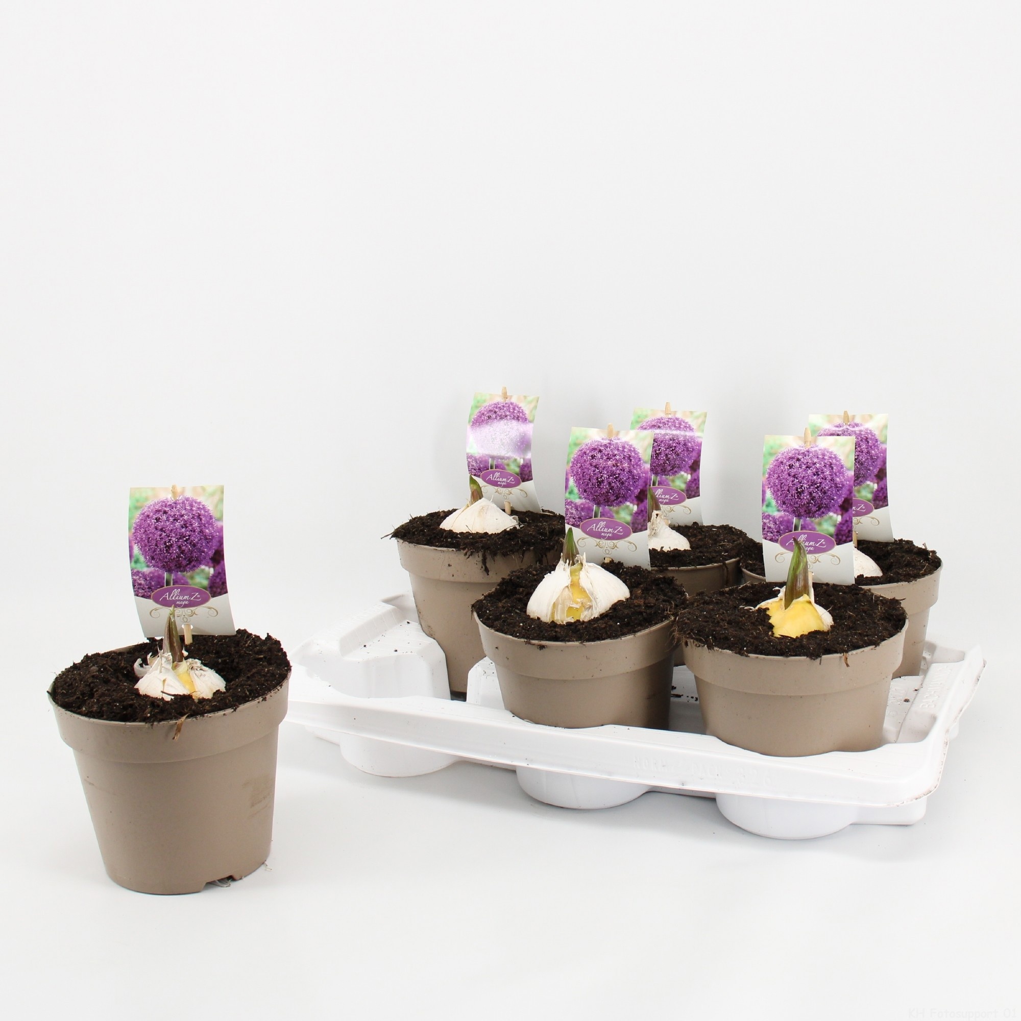 Allium 'Globemaster', D 17