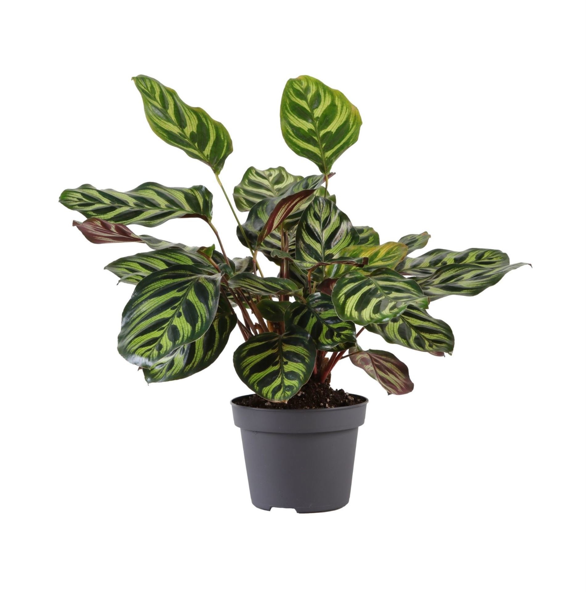 Calathea Makoyana 12 cm, D 12