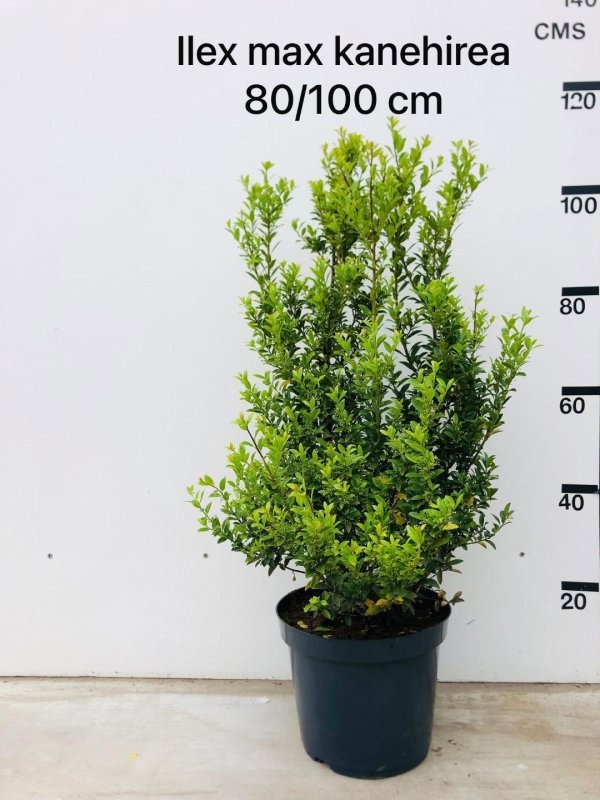 Ilex maximowicziana kanehirae, struik, D 26