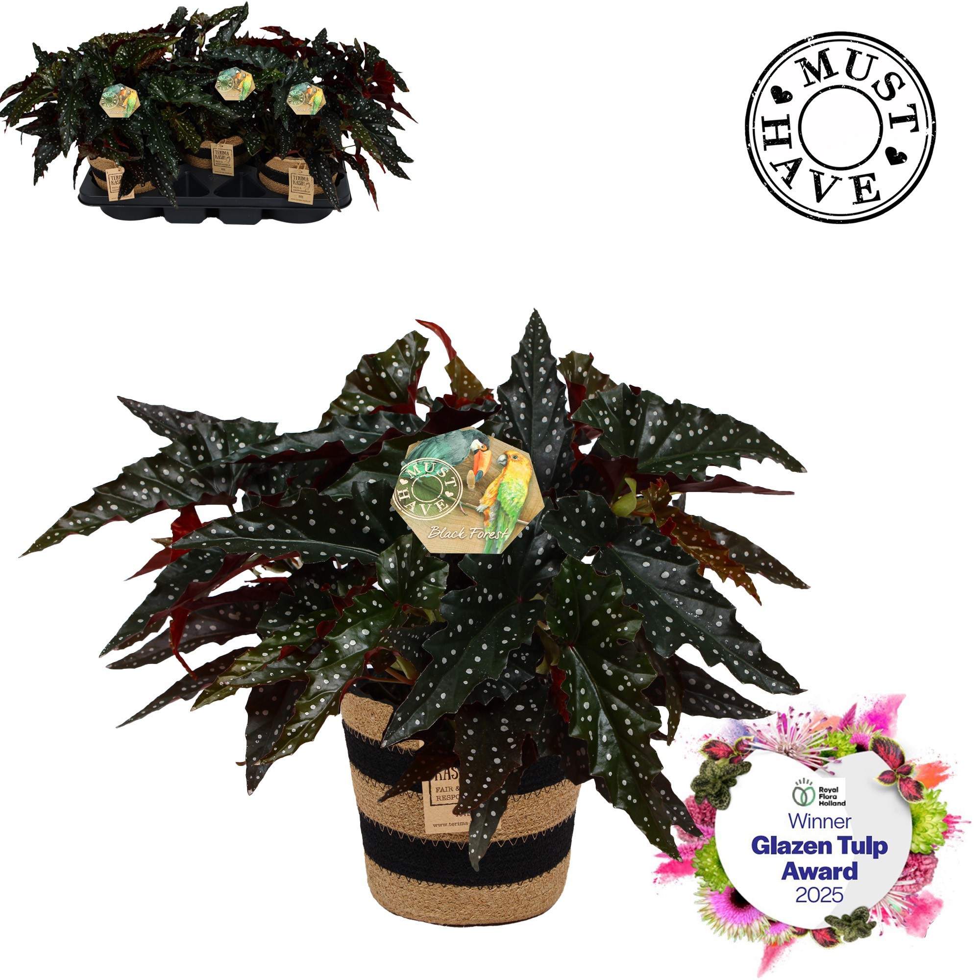 Maculata Black Forest in Jutte mand MUST HAVE, D 17