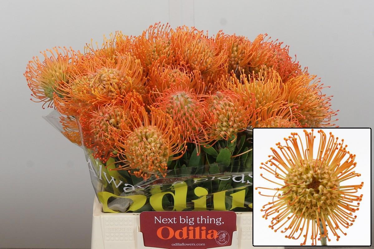 Нутанс Квин Джулиана 40, шт.