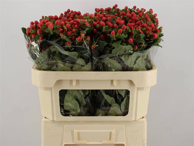 Гипперикум Мэджикал Триумф 70 (красн.), шт. Гипперикум Мэджикал Триумф 70 (красн.), шт.