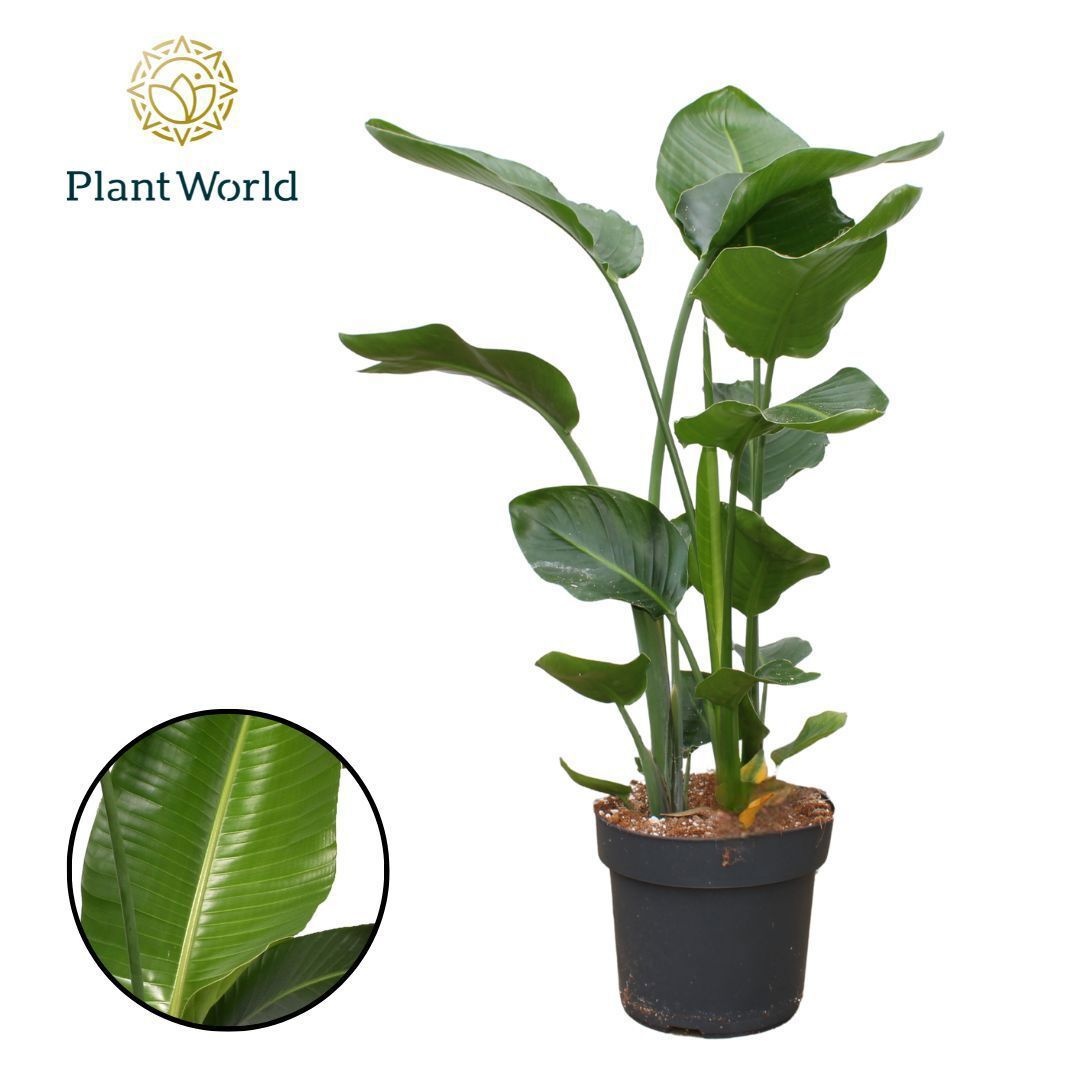 Strelitzia Nicolai 3 PP (zonder bloem) 120-140cm, D 24
