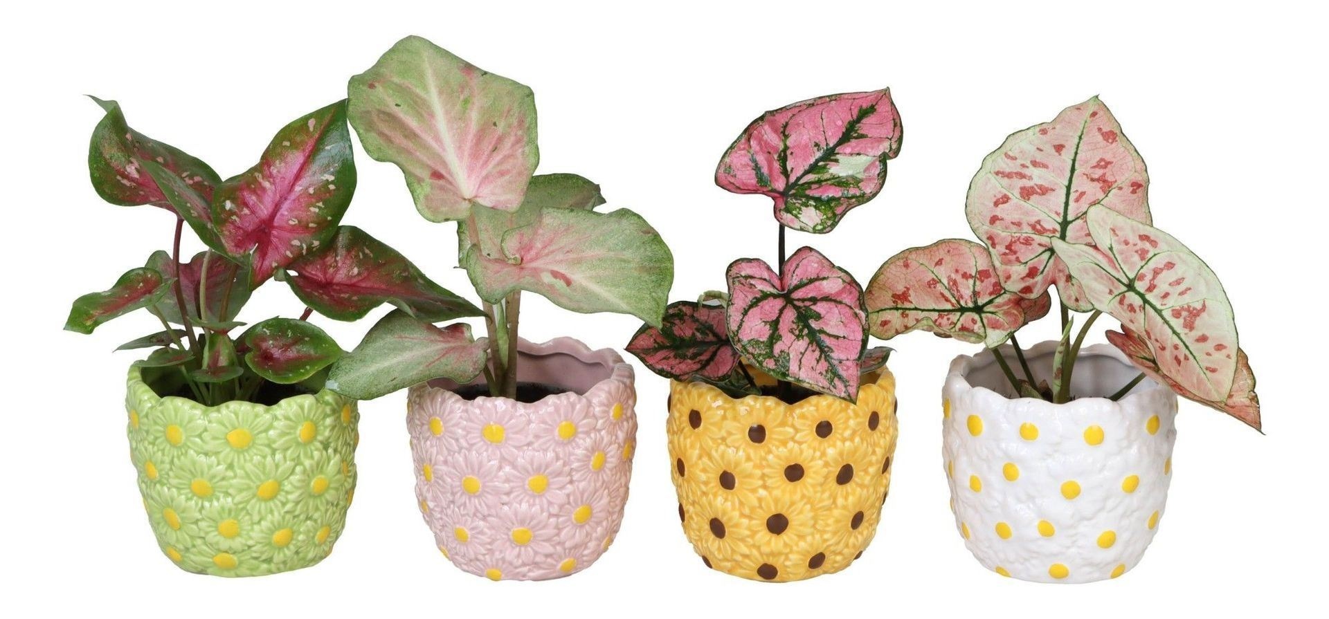 L 66578 with Caladium Mix 6 cm, D 6