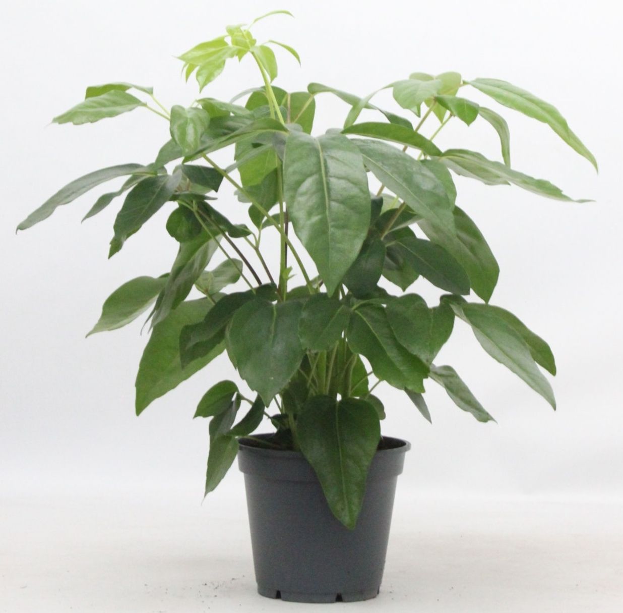 Schefflera Actinophylla, D 21