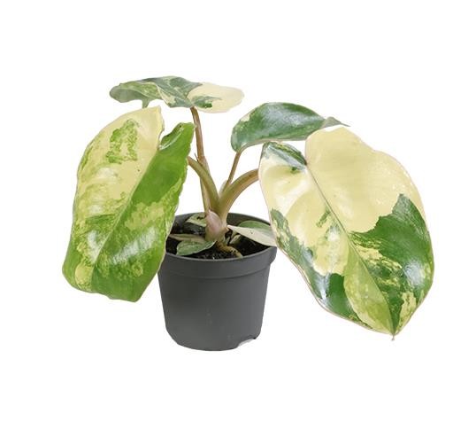 PHILODENDRON-HYBRID 'BURLE MARX VARIEGATED', D 6 cm