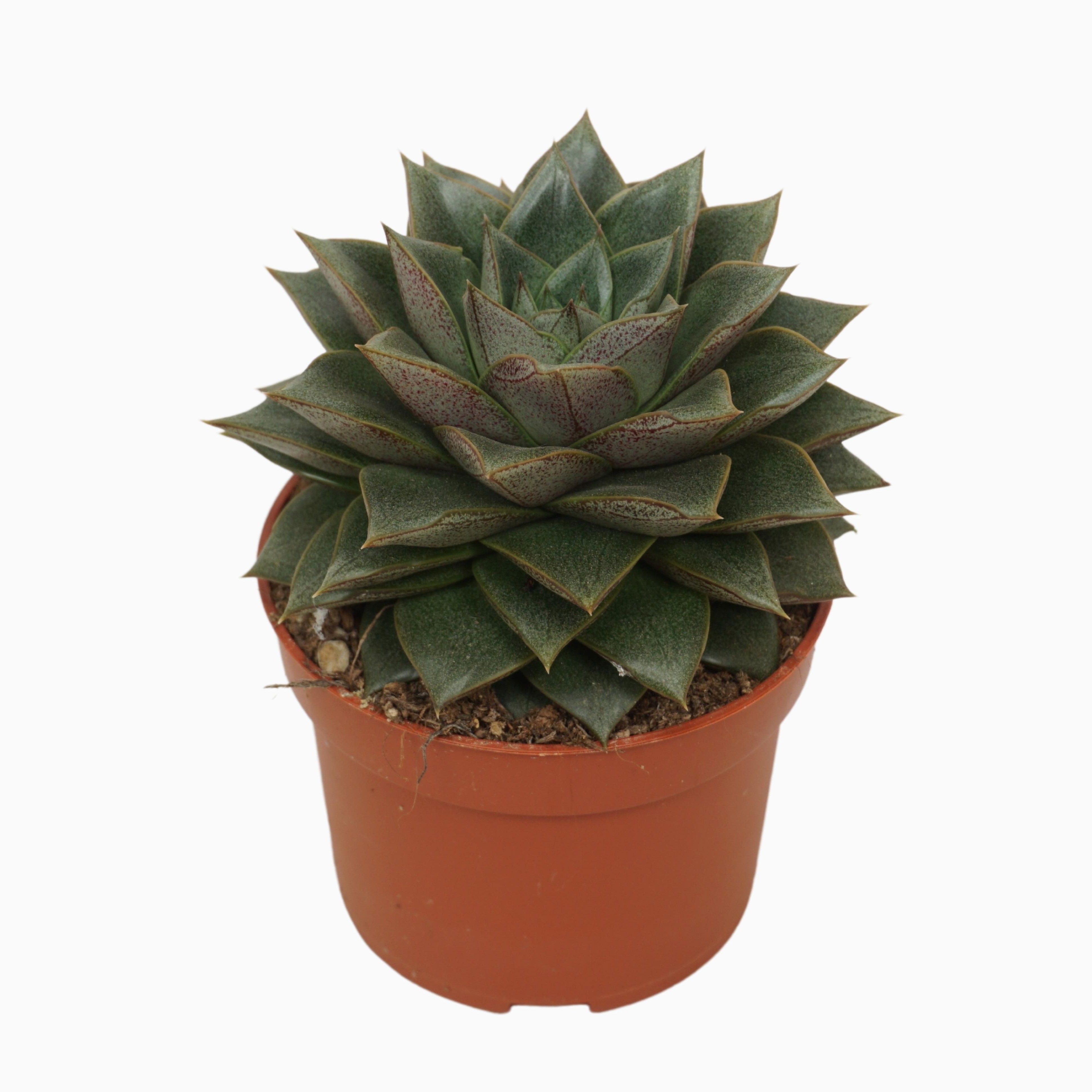 Echeveria purpusorum 10,5 cm, D 10,5