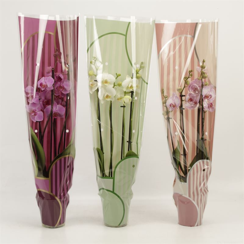 Phalaenopsis gemengd 4 tak gemengd in Leandra hoes, D 12 cm