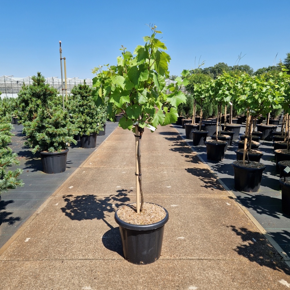 Vitis 'Picurka', D 44 cm
