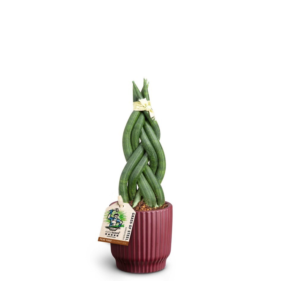 SANSEVIERIA CYLINDRICA 40631161 Nordic A Braid, D 7