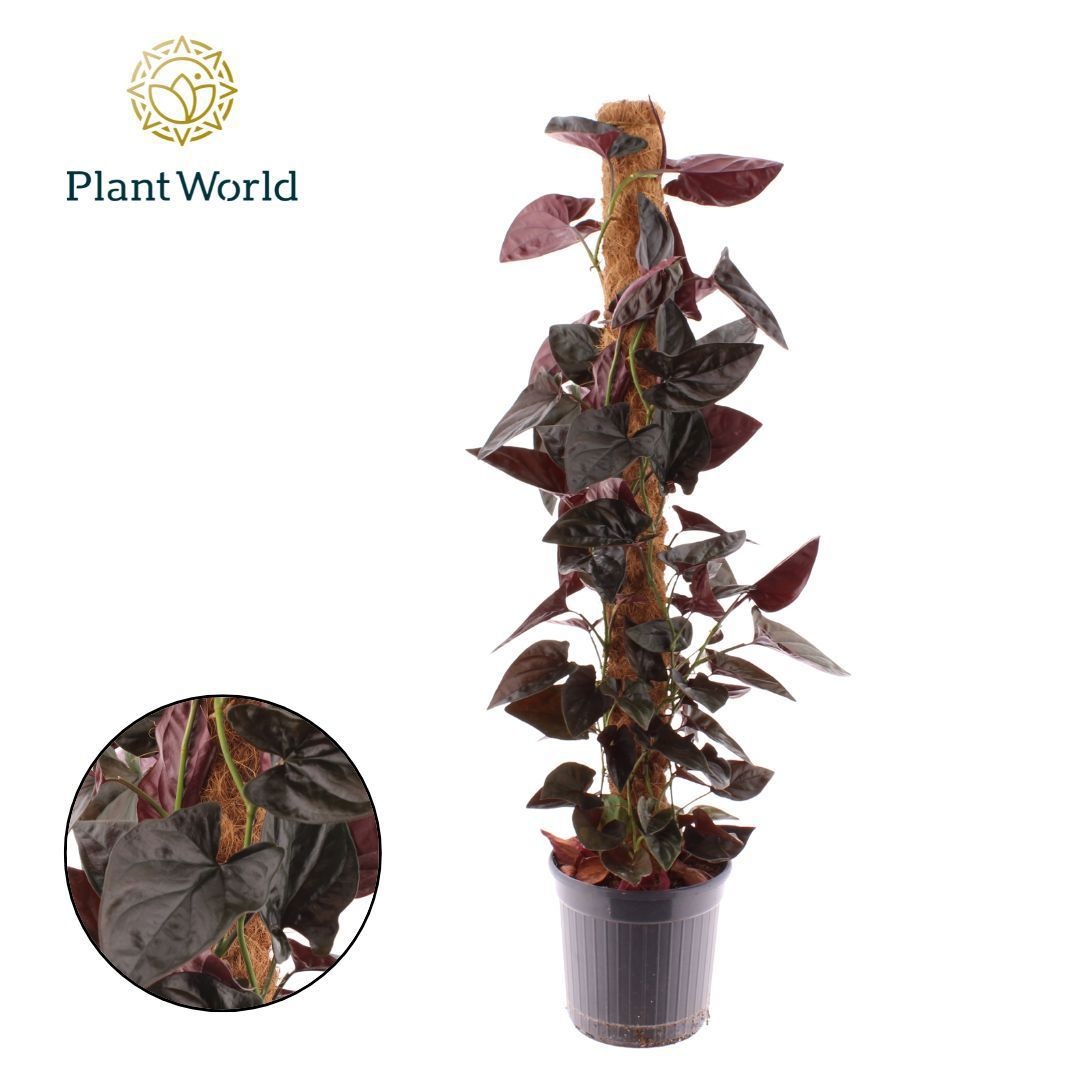 Syngonium erythrophyllum 'Red Arrow' Mosstok 100 cm, D 20