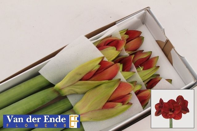 Амарилис Феррари (красн.) x8, шт.