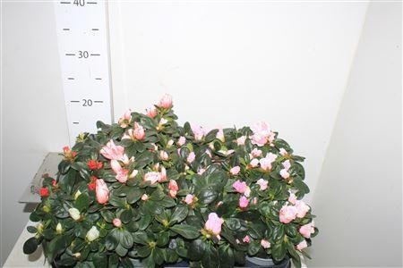 Rhodo Si Gem, D 9 cm