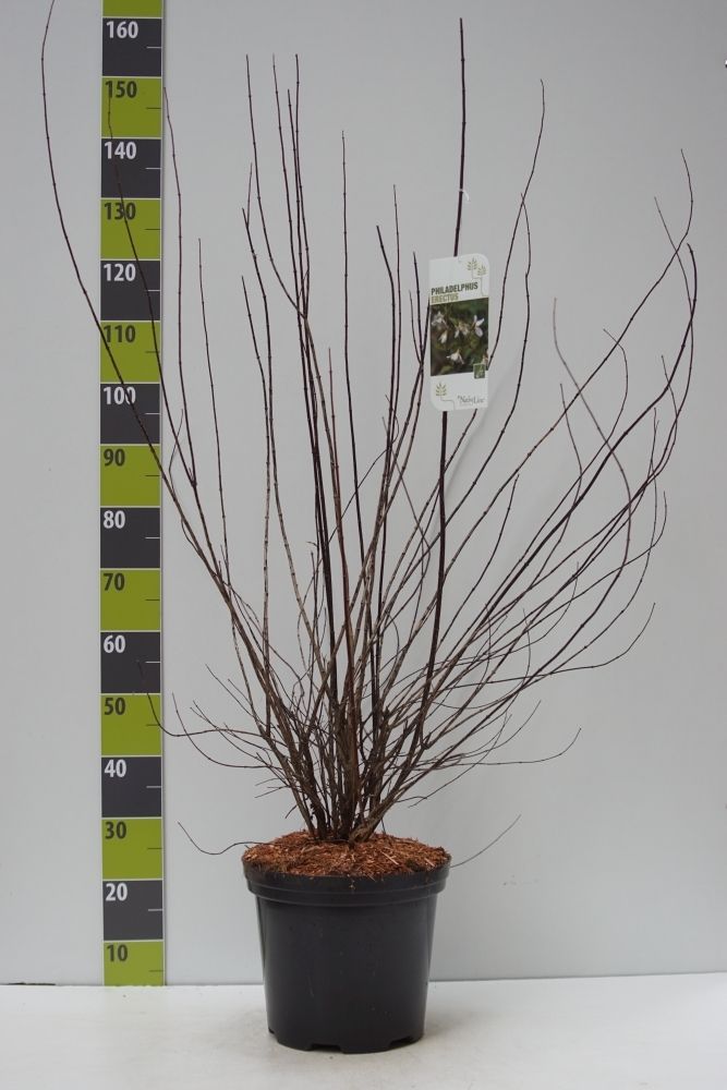 Philadelphus 'Erectus' C 12, D 30