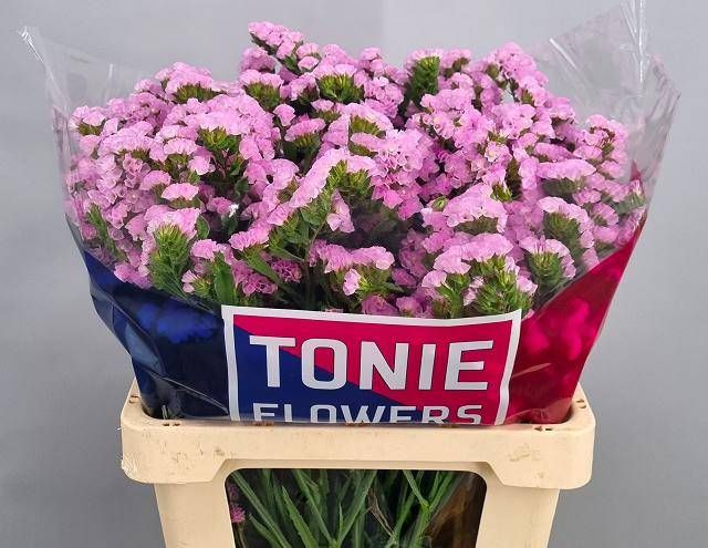 Статица Розелла Сан Бердс 60, шт.