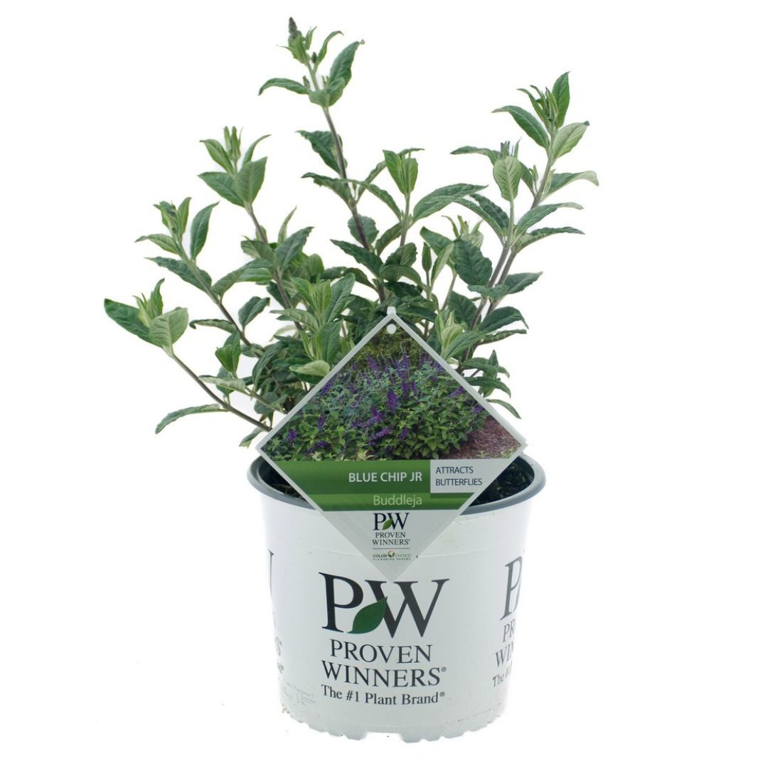 Buddleja Blue Chip jr, D 19