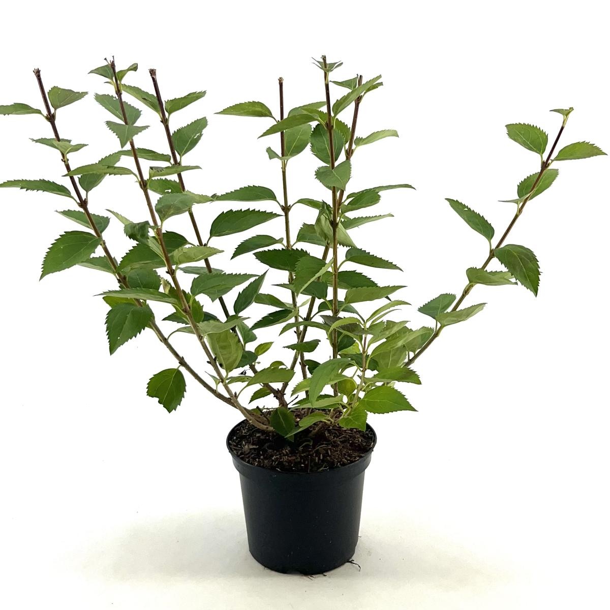 Forsythia 'Goldrausch', D 19 cm