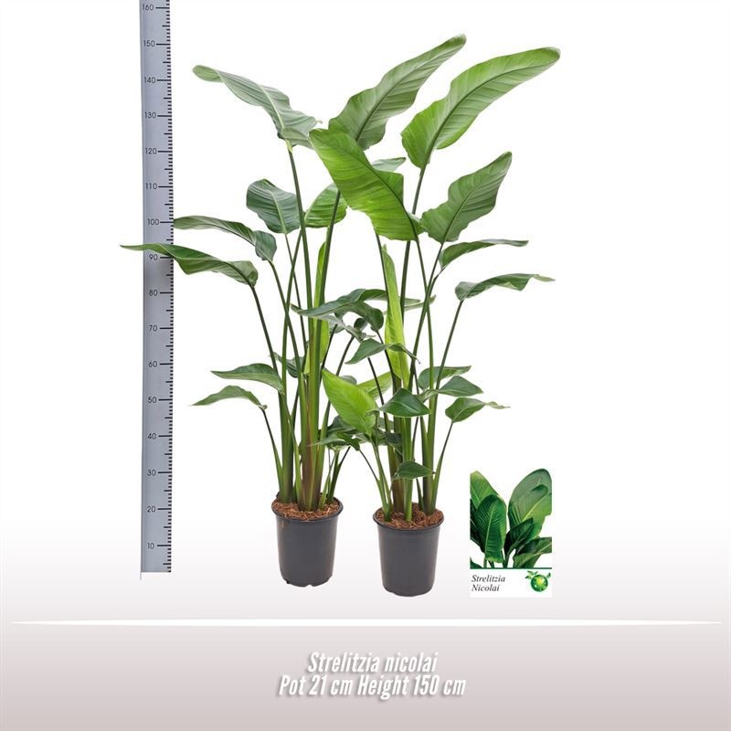 Strelitzia nicolai, D 21