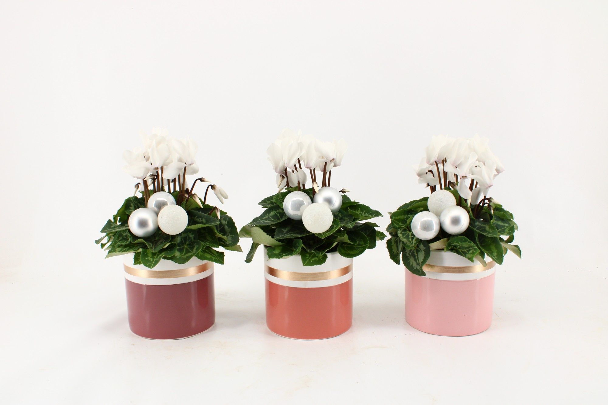 Collectie 'Winter Bliss' - Cyclamen wit in keramiek Joy met kerstballen (Kerst), D 13