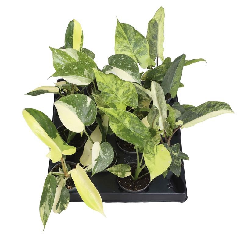 Highend Green Mix 65323, D 6 cm